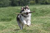 CHIEN FINNOIS DE LAPONIE 141